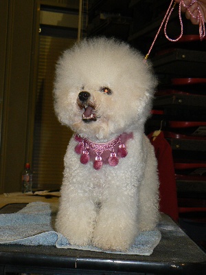 de Macre Blues - Chiot mâle disponible :)